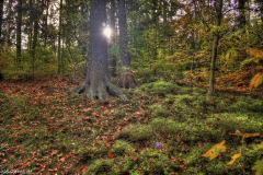 1_5M7A7032_3_4_tonemapped_ps_S